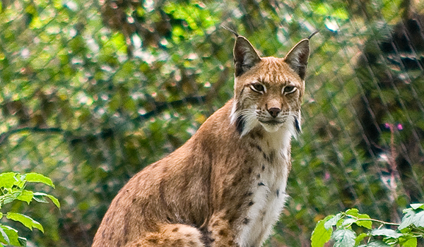 Ein Luchs im Gehege vom Nationalpark Harz