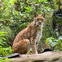 Ein Luchs im Gehege des Nationalparks Harz