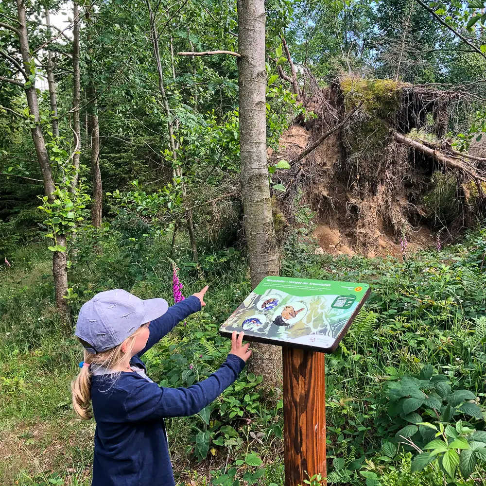 Ein Kind schaut auf eine Infotafel im Nationalpark Harz und zeigt mit dem Finger in die Natur.