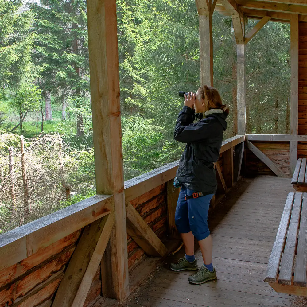 Eine Frau beobachtet Tiere mit einem Fernglas auf einer Beobachtungsstation im Nationalpark Harz.