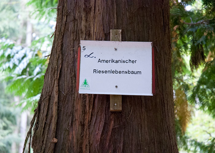 Auf einem Harzklub-Schild steht "Amerikanischer Riesenlebensbaum" geschrieben